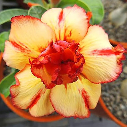 Orange And flower seeds