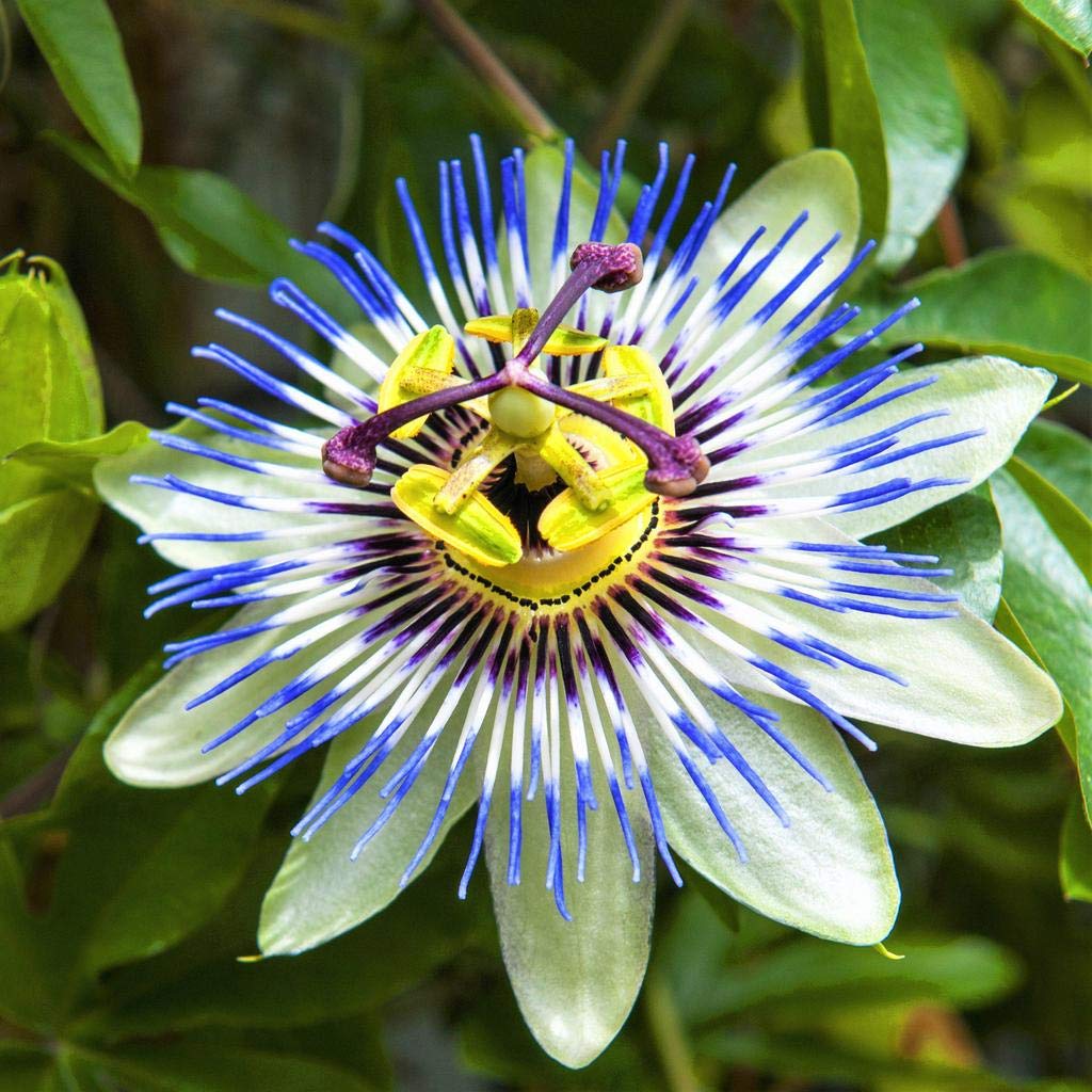 Blue Caper flower seeds