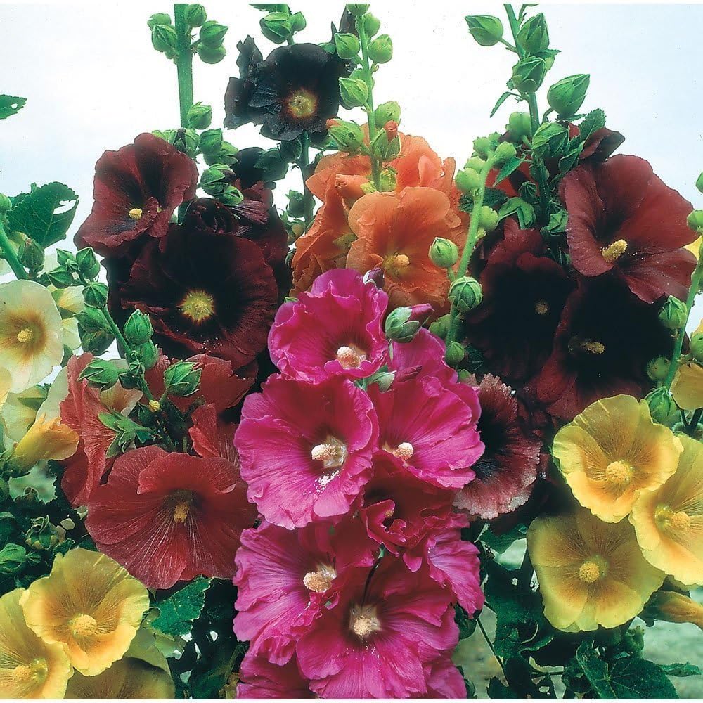 Giant Danish flower seeds