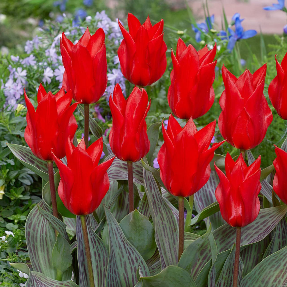 Red Tulip flower seeds