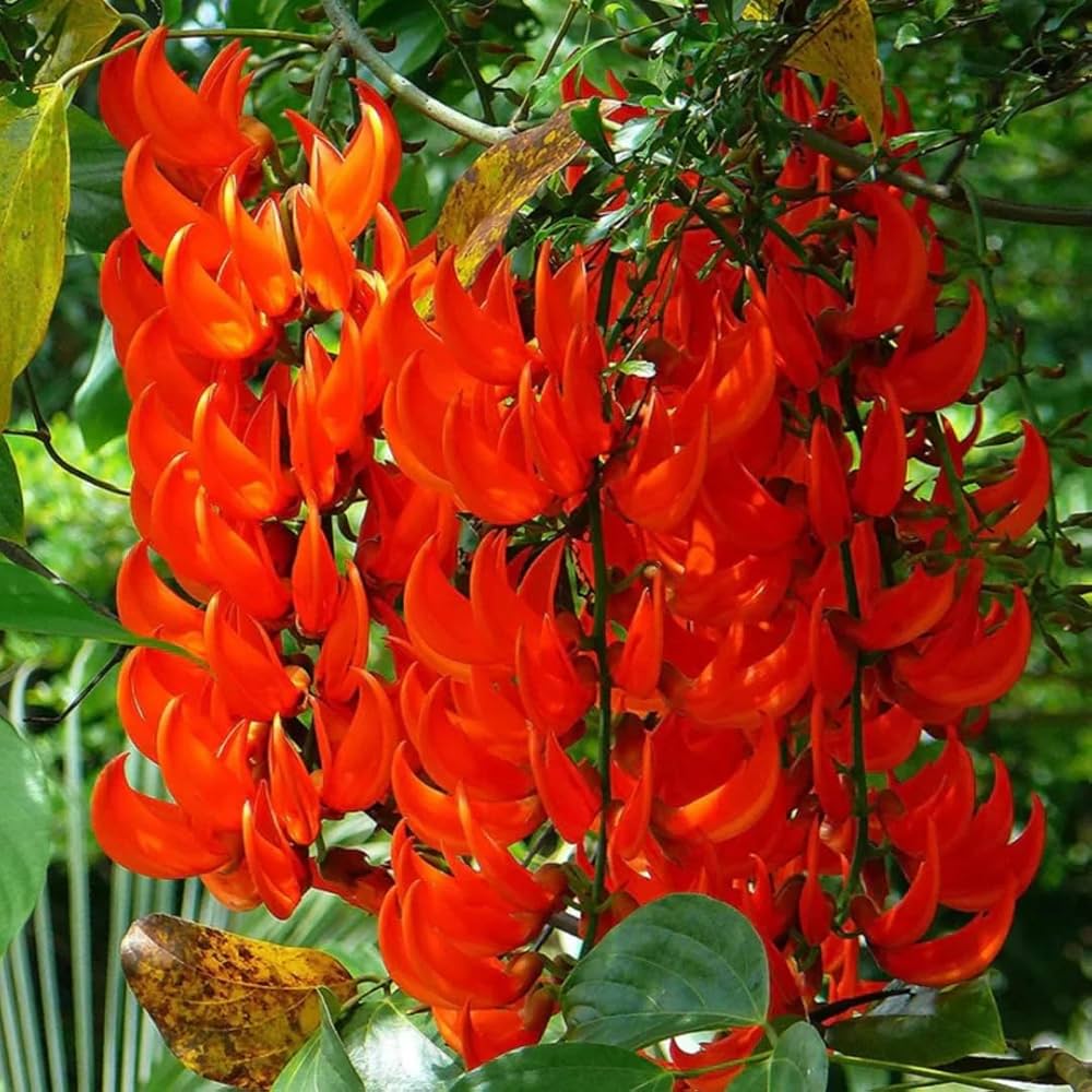 Red Strongylodon flower seeds