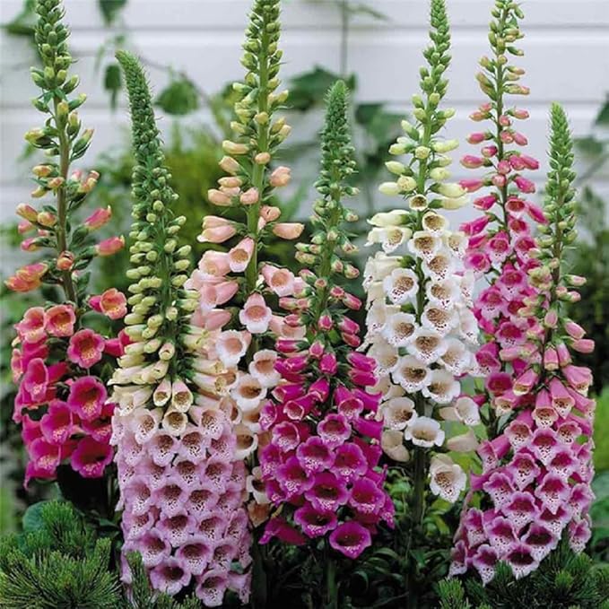 Digitalis Foxglove flower seeds