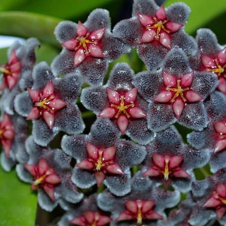Black Red Hoya plant