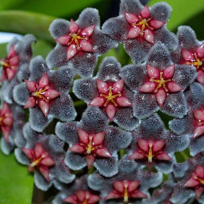 Black Red Hoya plant