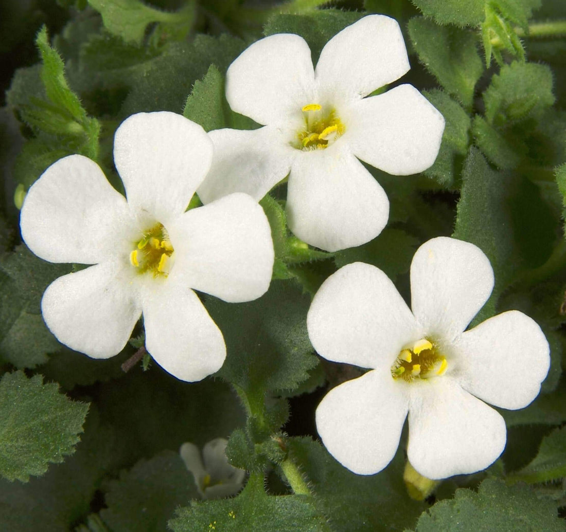 White Snowtopia flower seeds