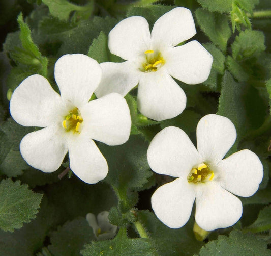 White Snowtopia flower seeds