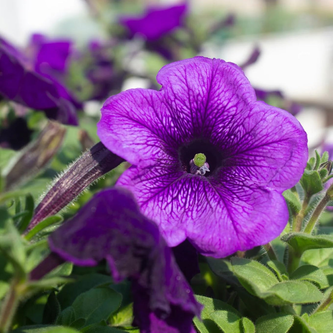 Dark Violet flower seeds