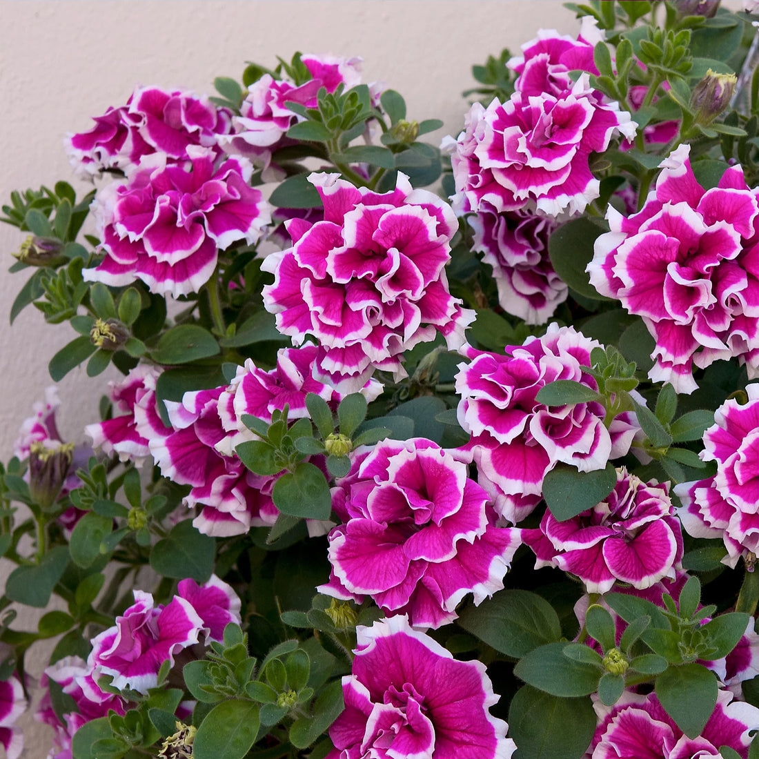 Petunia Double flower seeds