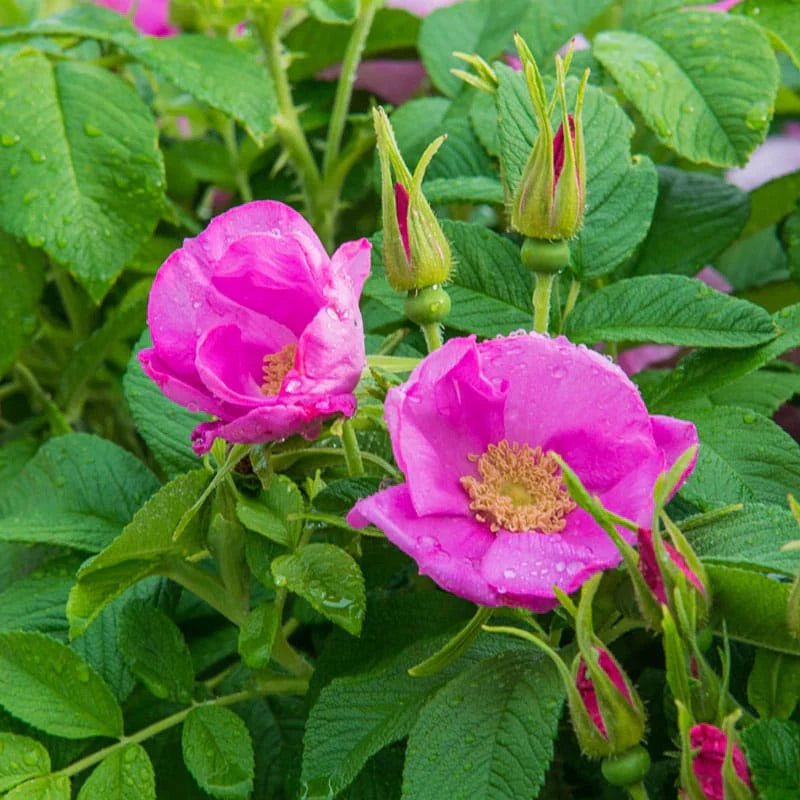 Rosehip flower seeds