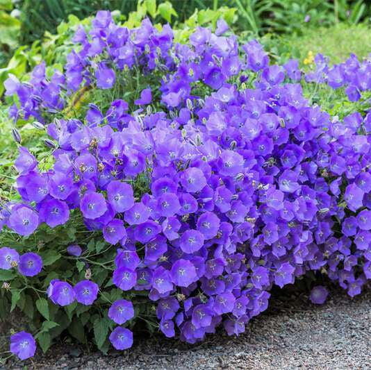 Campanula Carpatica Bellflower plant