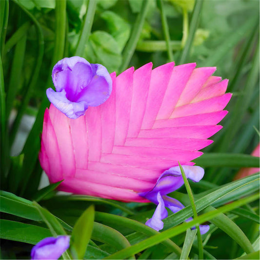 Tillandsia Cyanea flower seeds