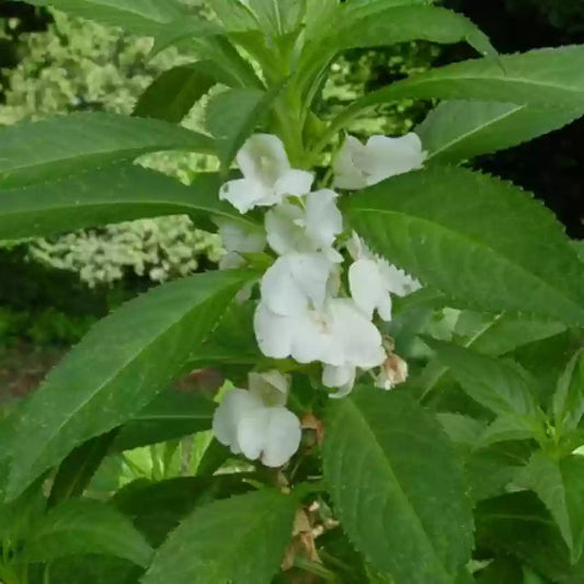 Balsamine flower seeds
