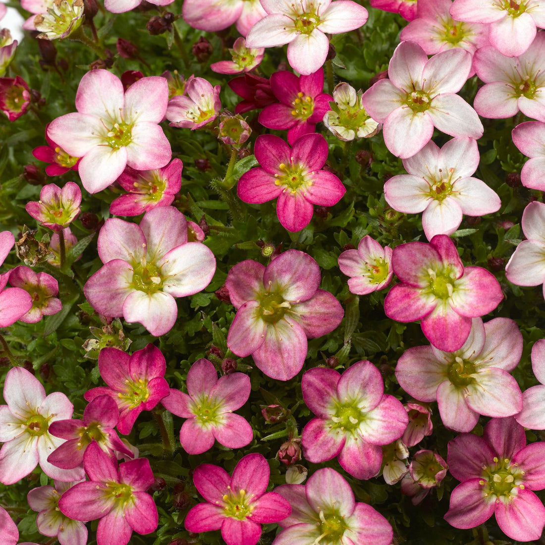 Saxifrage Rose flower seeds