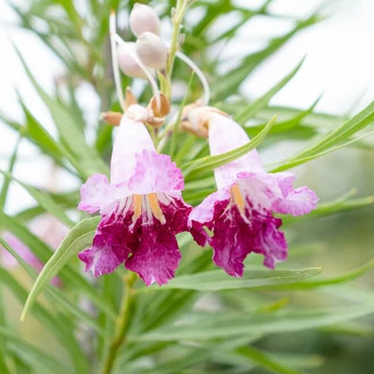 linearis Desert Willow plant