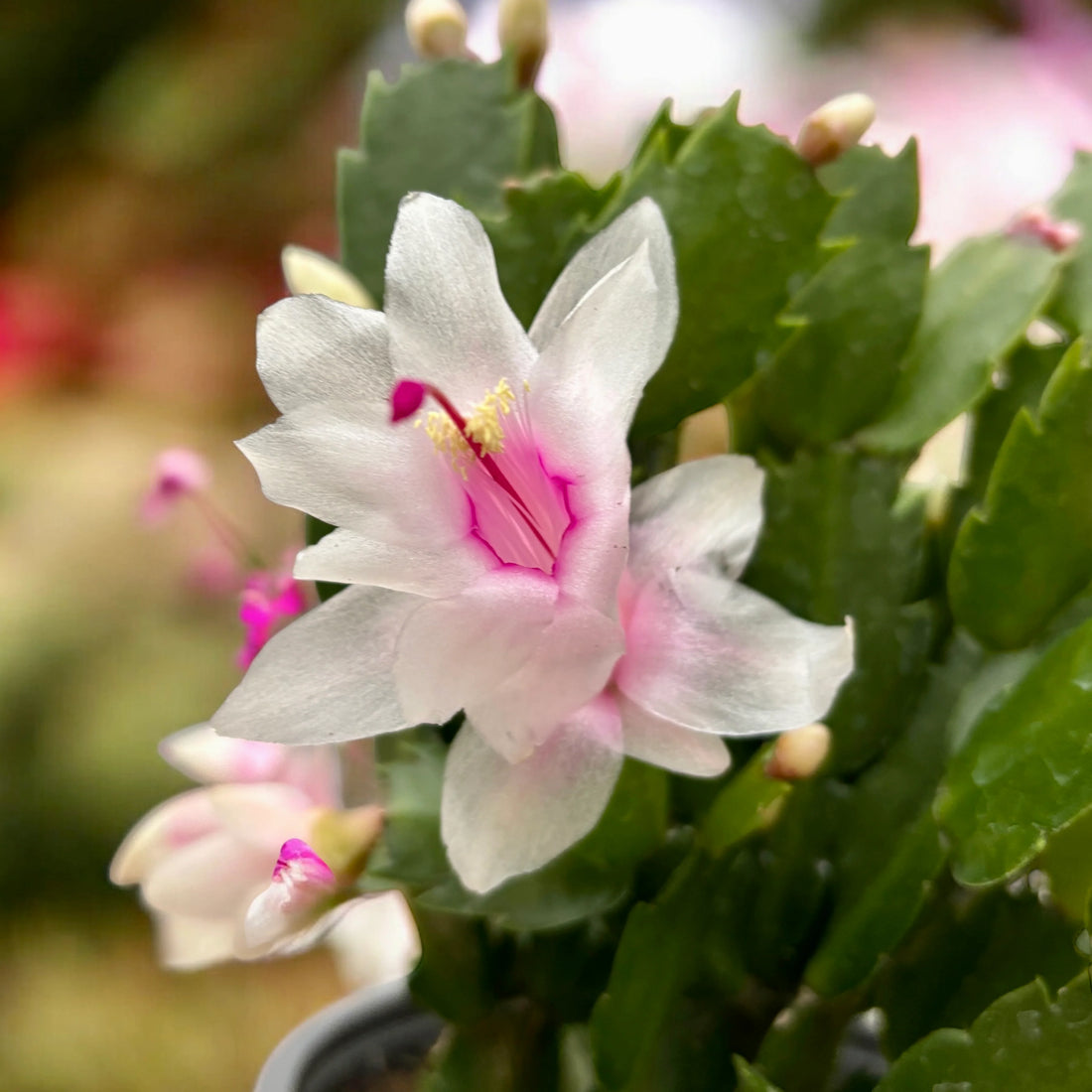 Pink White flower seeds