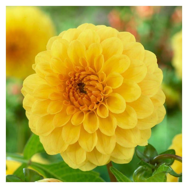 Yellow Pompon flower seeds