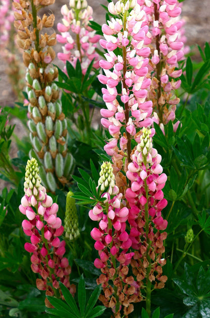 Lupine flower seeds