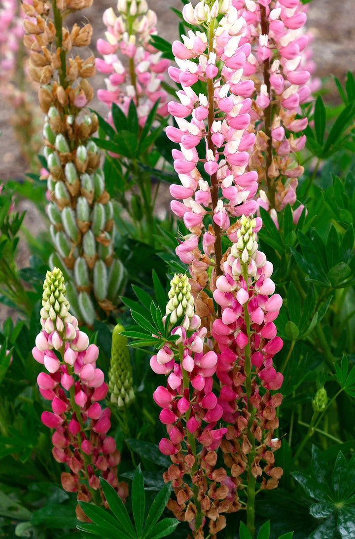 Lupine flower seeds