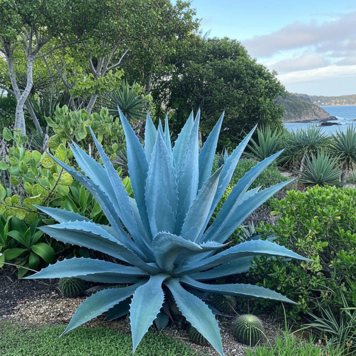 Blue Maguey Aloe Plant Seeds for Planting – Blue-Green Succulent
