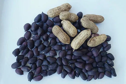Blue Peanut plant