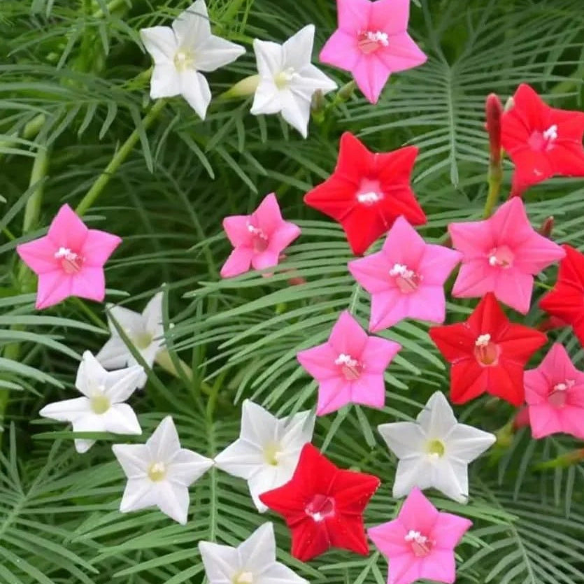 Scarlet Cypress Vine plant
