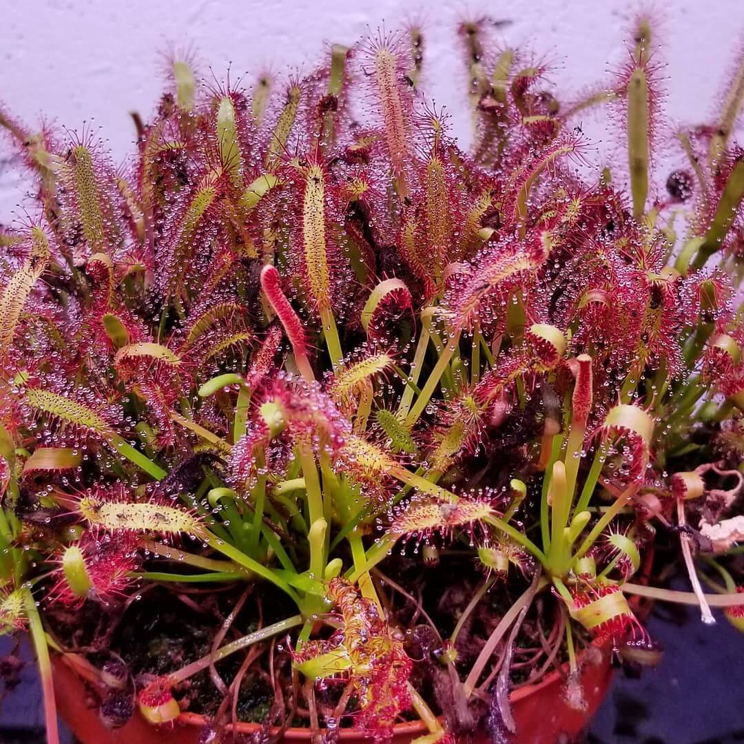 Cape Sundew plant