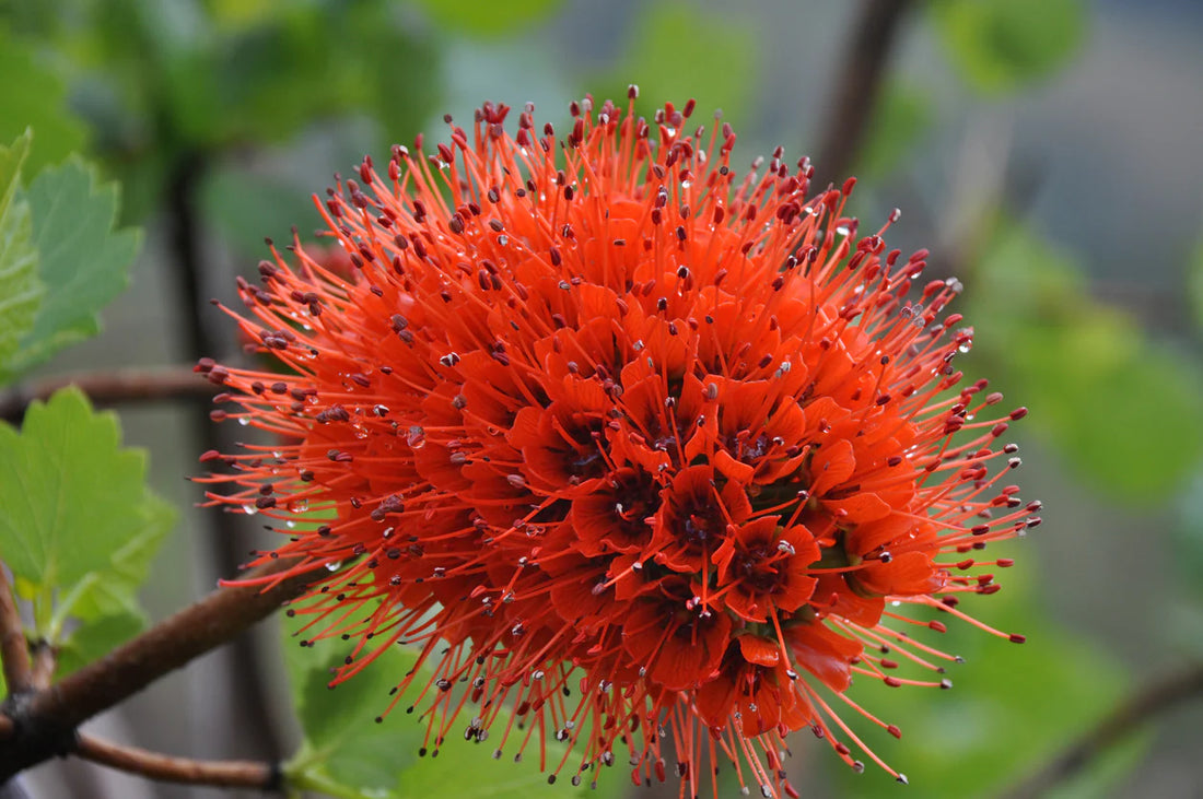 Greyia Sutherlandii flower seeds