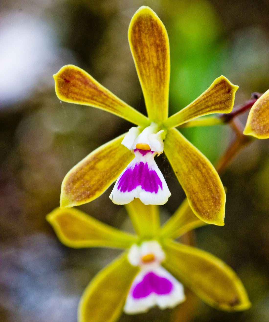 Butterfly Orchid flower seeds