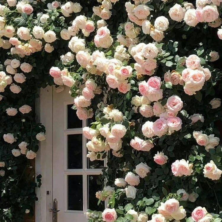 Cream Climbing Rosa plant