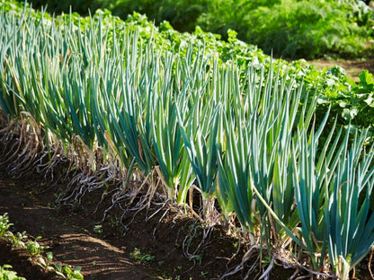 Scallion Seeds for Planting – Green Onion Garden Seeds
