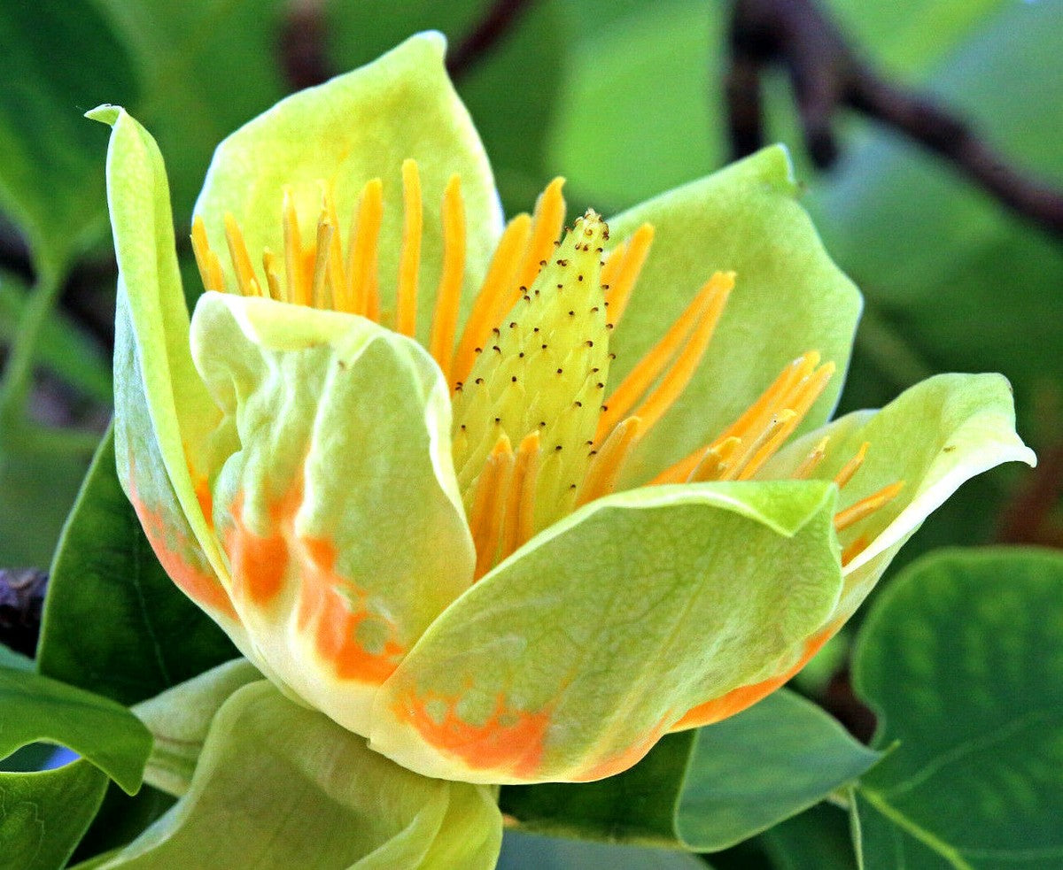 Shade Tulip Tree plant