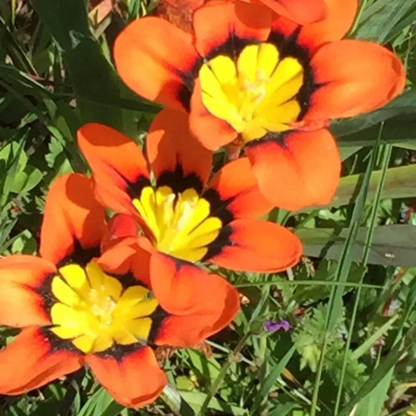 Orange Sparaxis Tricolor plant