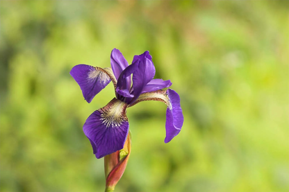 Bearded Iris plant