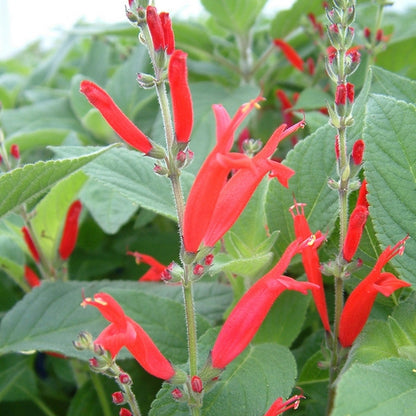 Aromatic Pineapple Sage plant