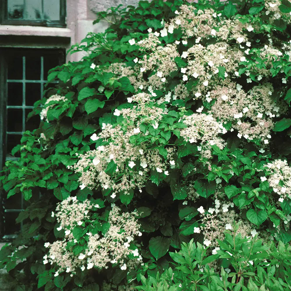 Anomala Climbing Hydrangea plant