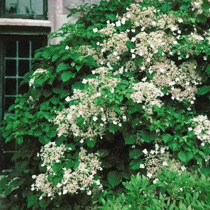 Anomala Climbing Hydrangea plant