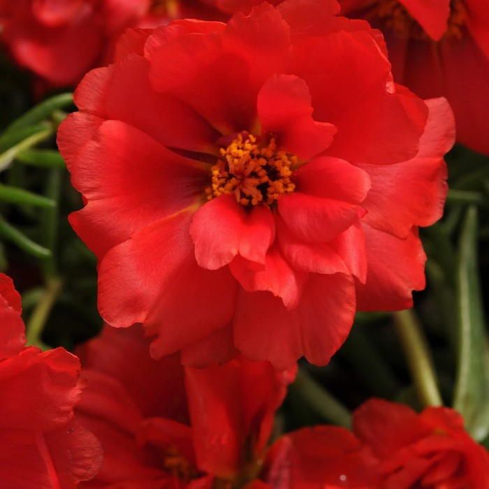 Red Portulaca Grandiflora plant