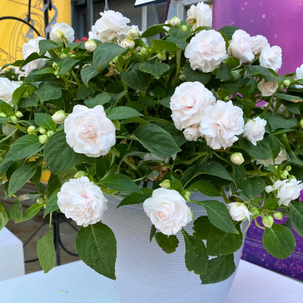 Double Impatiens plant