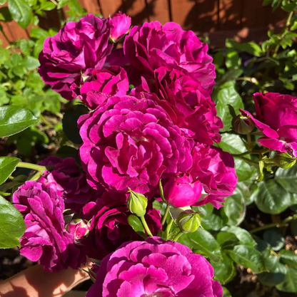 Rosa plant