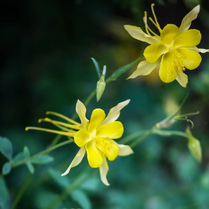 Bright Yellow Aquilegia plant