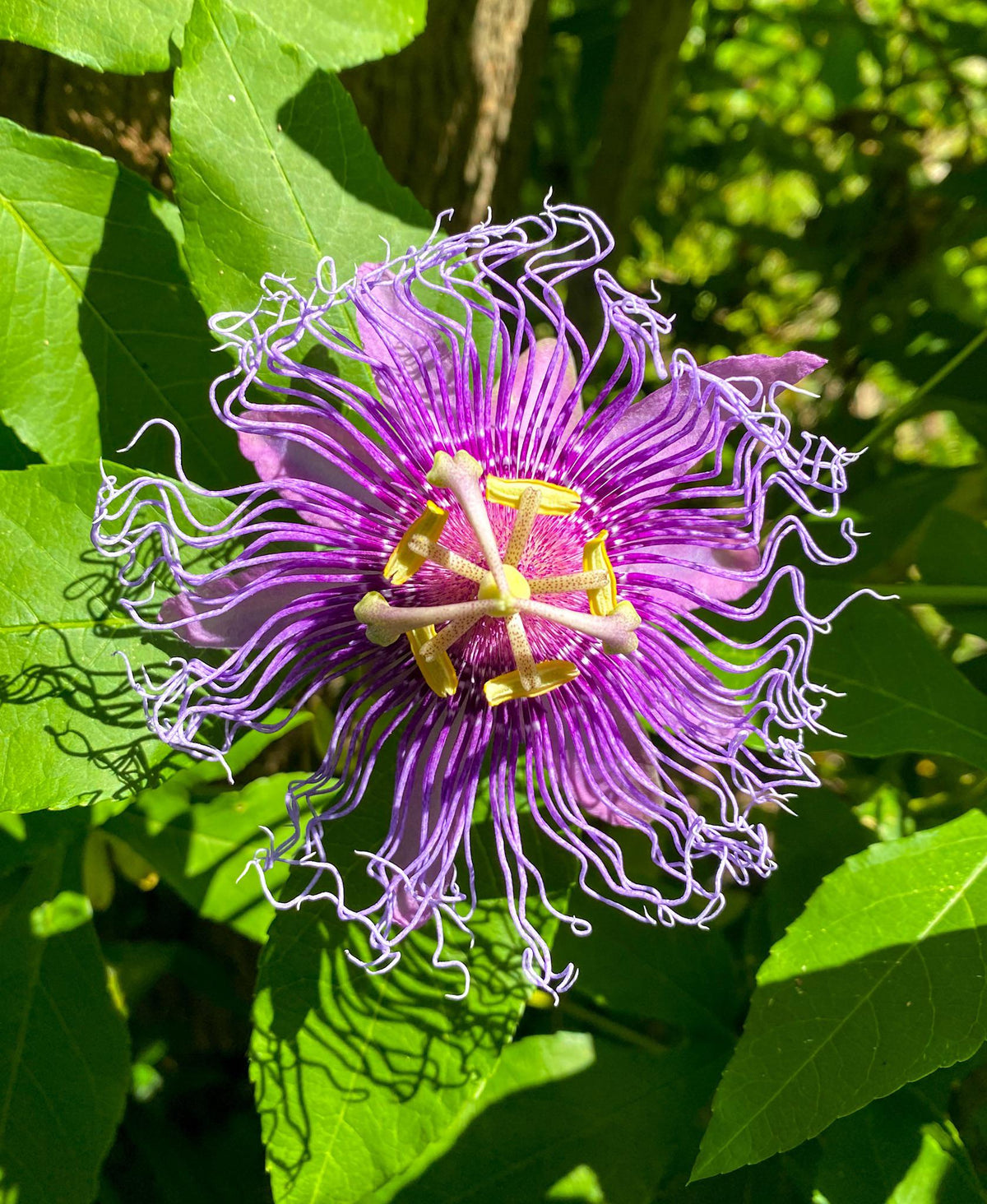 Passion Passiflora Incarnata plant