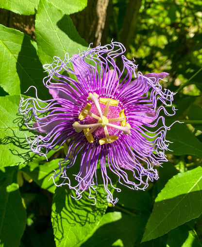Passion Passiflora Incarnata plant