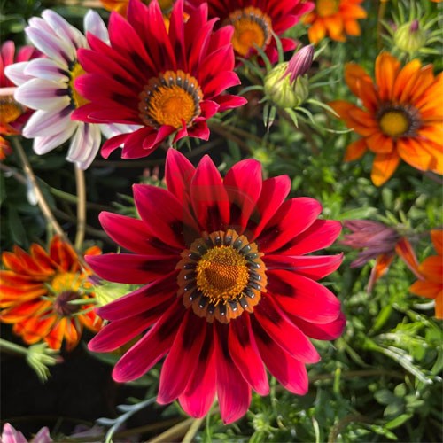 Red Gazania flower seeds