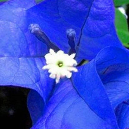 Blue Spectabilis Bougainvillea plant