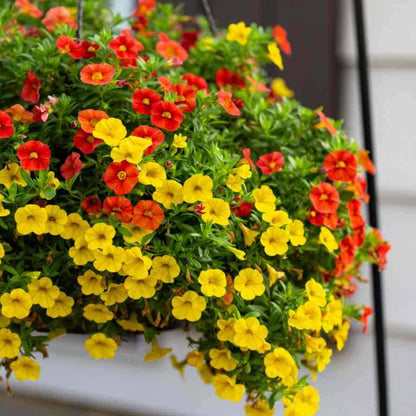 Mini Petunia Calibrachoa plant
