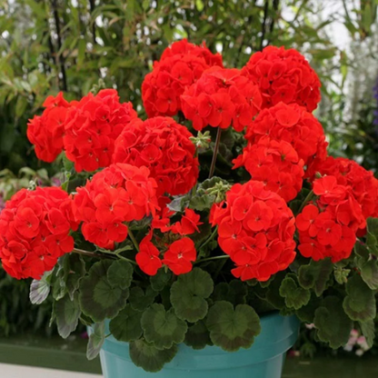 Geranium plant