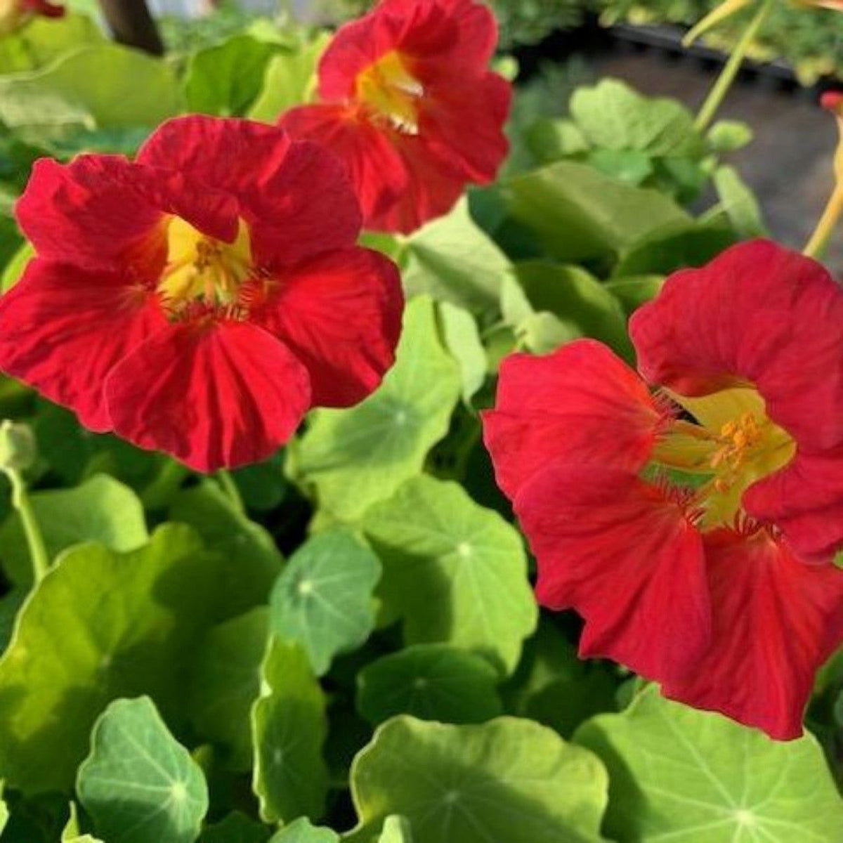 Rose Jewel Nasturtium plant