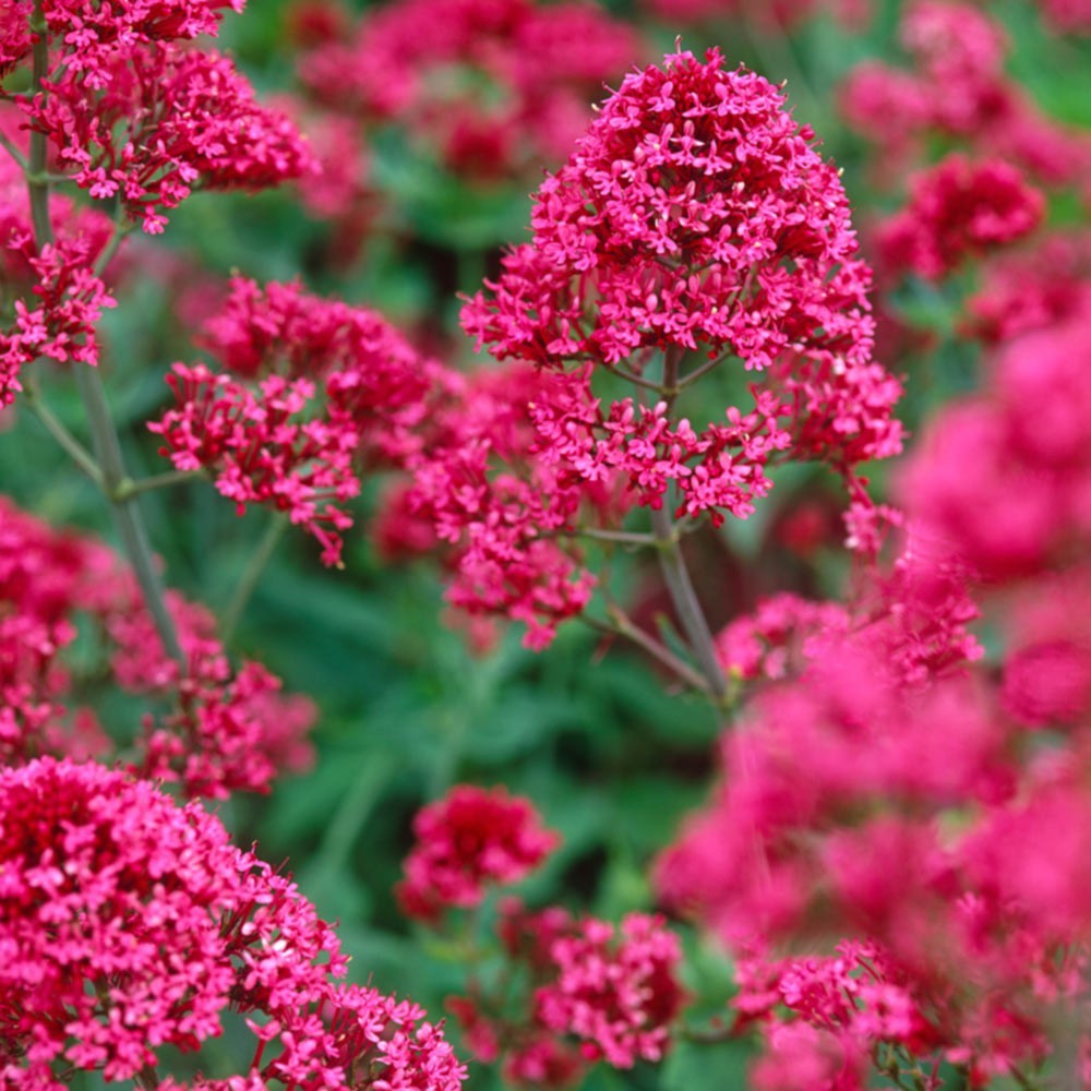 Perennial Red Valerian plant
