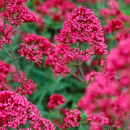 Perennial Red Valerian plant