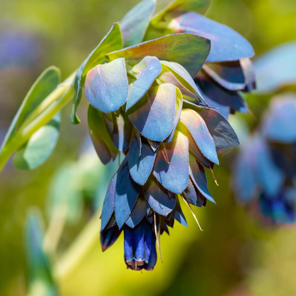 Blue Shrimp Cerinthe plant